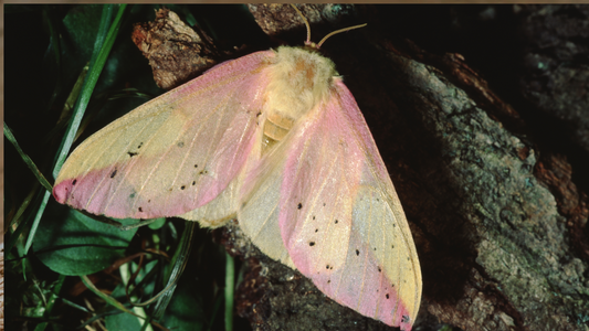 POLLINATORS GROUP SHOW June 21st through July 28th