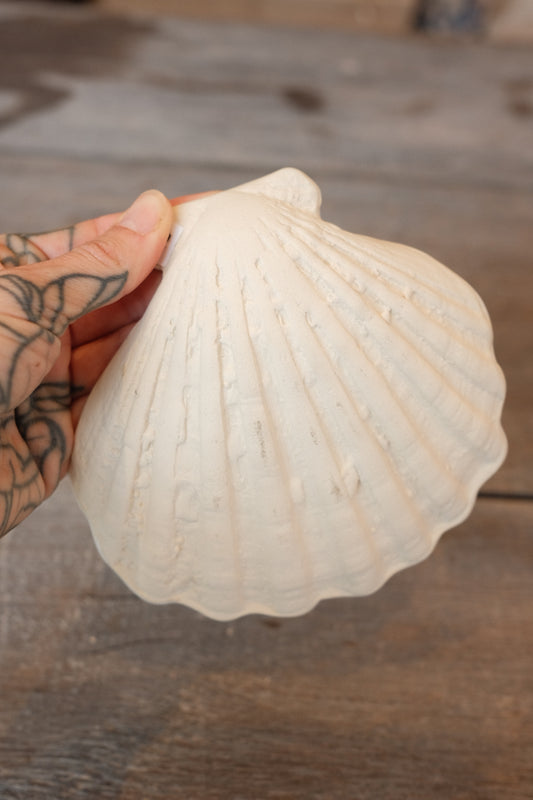 Melissa shells no.1